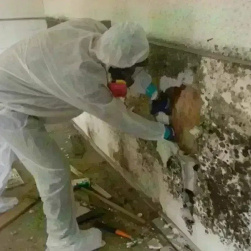 Mold Remediation and Removal in Cave Spring, GA